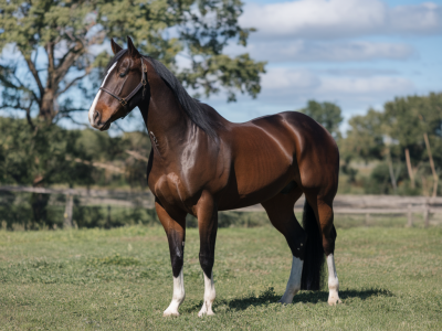 Idées créatives pour nommer son cheval: original & trending name guide